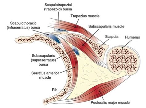 Scapulothoracic Crepitus - Shoulder & Elbow - Orthobullets