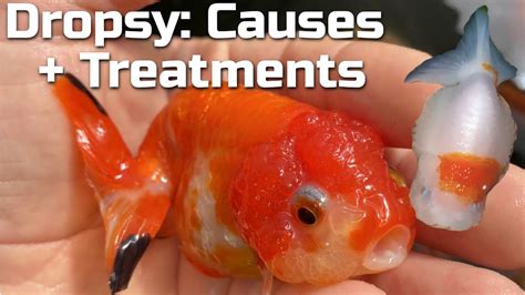 GOLDFISH DROPSY - What it is, Why it Happens, & How to Treat it - YouTube