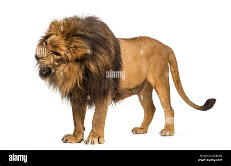 Lion roaring side view hi-res stock photography and images - Alamy