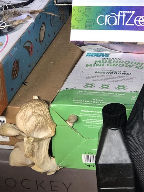 My mushroom growing kit started growing before I even opened it. : r/mildlyinteresting