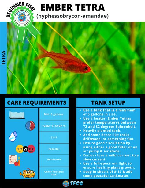 ‌Ember Tetra - Care, Size, Breeding, Lifespan, & More | TFCG