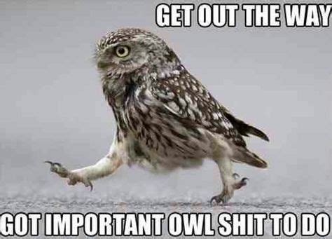 37 best Owl memes images on Pinterest | Owls, Barn owls and Funny animals