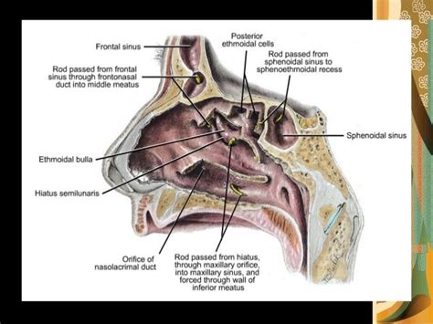 anatomy of The nose