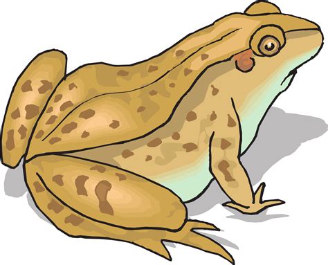 The Tree Frog Toad Clip Art J Png Download 8001000 Fr - vrogue.co
