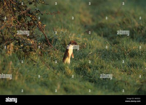 Stoat hunting uk hi-res stock photography and images - Alamy