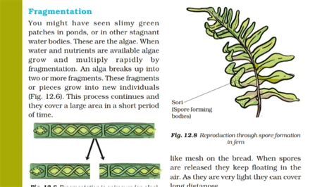 CLASS-7 || BIOLOGY|| CHAPTER-12 || REPRODUCTION IN PLANTS || FRAGMENTATION & SPORE FORMATION ...