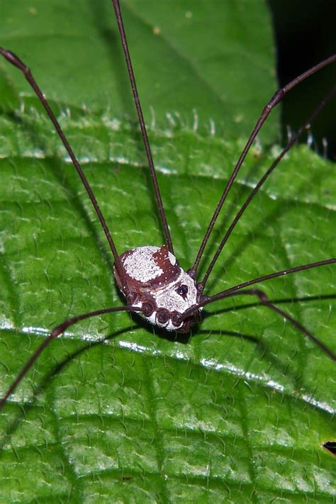 Harvestmen Spider