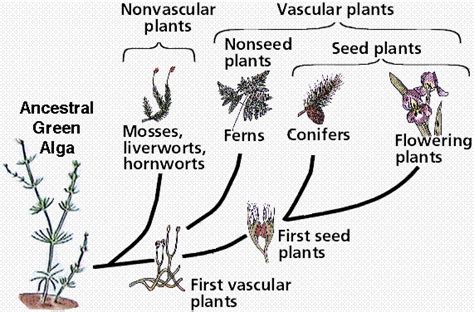 Biological Diversity 5