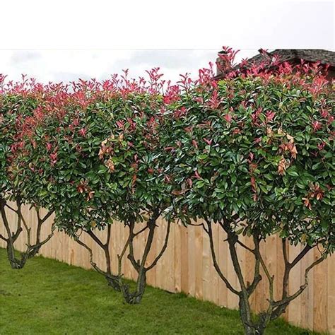 Red tip photinia Plants | Arbustos, Arbustos de jardín, Jardines perennes