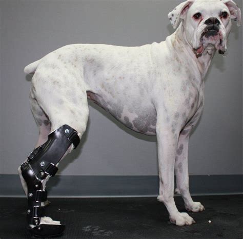 Image result for animal prosthetics | Pets with special Needs7 | Pinterest | Pets and Animals