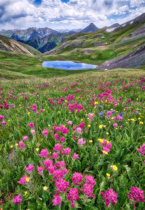 Wildflowers in the San Juan Mountains | Lars Leber Photography