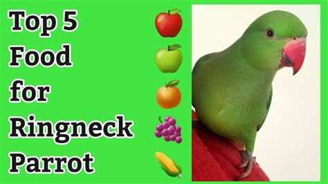 Top 5 Foods for Ringneck Parrot | Parrot Eating Food| Fruits #parrots ...