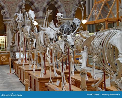 A Display of the Skeletons of Extinct Animals at the Oxford Natural History Museum Editorial ...