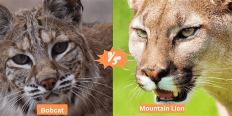 Bobcat Vs. Mountain Lion: The Main Differences - Felidae Lifestyle