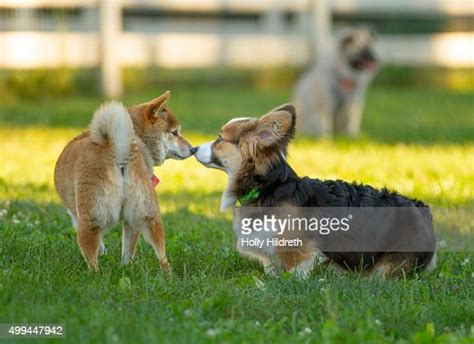 Fluffy Corgi Puppy High-Res Stock Photo - Getty Images