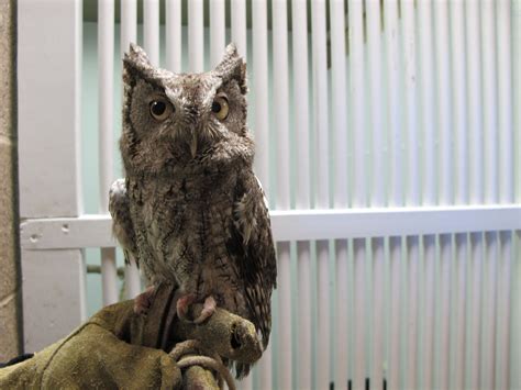 Kansas City's Owls Get All The Help They Need At Lakeside Nature Center ...