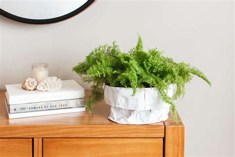 6 Basic Tips for Making Your Ferns Thrive Indoors