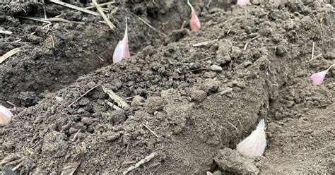 Tips for garlic planting season