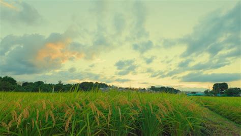 Rice Field Japan Stock Video Footage - 4K and HD Video Clips | Shutterstock