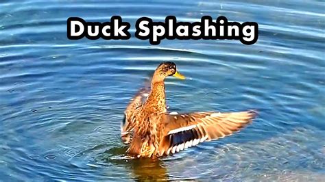 Duck Splashing In a Lake On a Sunny Evening - YouTube