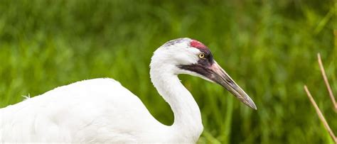 Whooping Crane - A-Z Animals