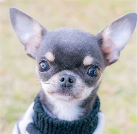 Rare and Beautiful Blue Chihuahua