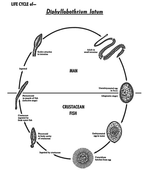 Public Domain Picture | This diagram depicts the various stages in the ...