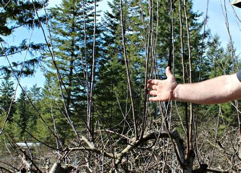 How to Prune Apple Trees - Beyond The Chicken Coop