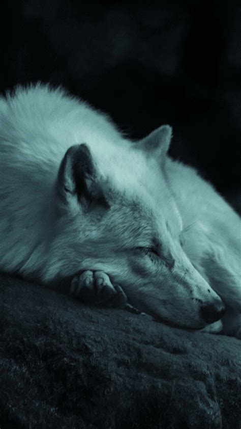 Sleeping Wolf #rare #inosknayam #mayanksoni @inosknayam #animals | Sleeping wolf, Wolf spirit ...