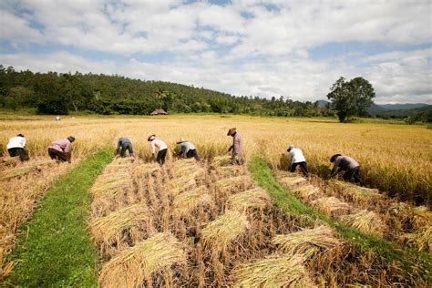 Rice Fields at Harvest - International Mission Board