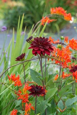 Great Companion Plants for Your Crocosmia