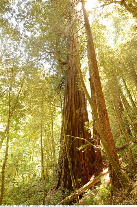 Hyperion Tree - Famous Redwoods