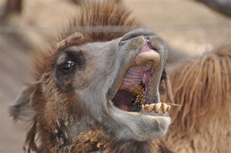 Camel | Free Stock Photo | Bactrian camel face | # 17927