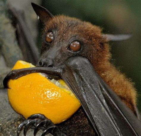 Fruit Bat Drinking Orange Juice | Fruit bat, Animals, Bat