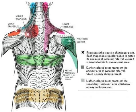 Back Massage Chart Of Pressure Points