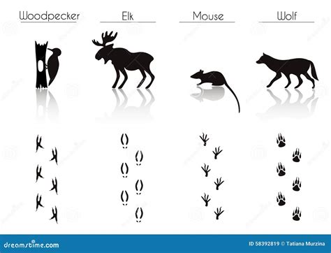 Set Of Black Forest Animals And Birds Silhouettes: Woodpecker, E ...