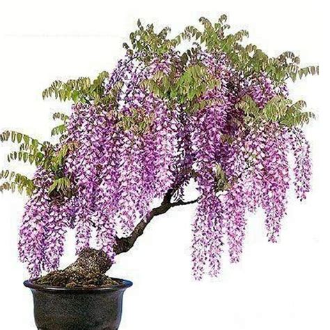 Wisteria Bonsai Seeds 10pcs - Pure Bonsai