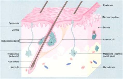 Skin - Integumentary System | ByHealth.com