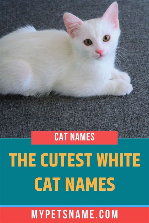 Cute White Cat Names | Cute pet names, Names for black cats, Funny cute cats