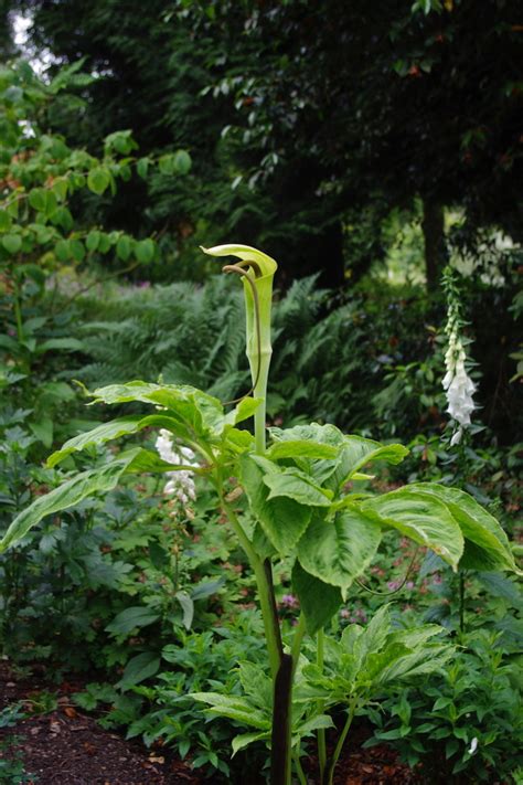 Arisaema > Arisaema tortuosum - The Beth Chatto Gardens