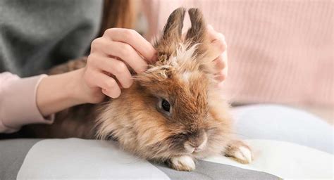 Female Rabbit Names - Over 300 Excellent Ideas For Naming Your Bunny