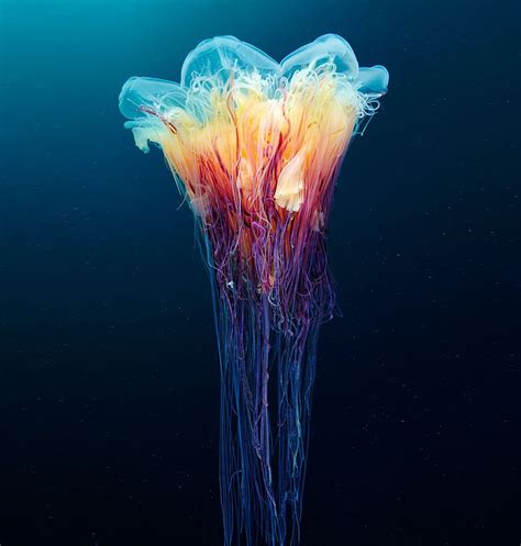 Mesmerizing Jellyfish Photography By Alexander Semenov | Deep sea creatures, Sea creatures ...