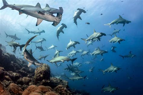 Galapagos Diving: Amazing Shark Diving in the Best Season