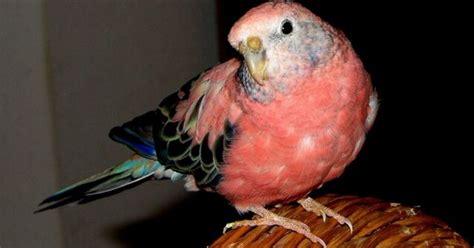 Bourke’s Parakeet | PetGuide