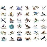 Amazon.com: Seasonstorm Watercolor Birds Sparrow Precut Cute Aesthetic Diary Travel Paper Junk ...