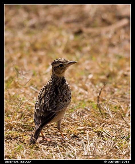 Huchchara Santhe: Bird watching at Hesaraghatta lake, Bangalore