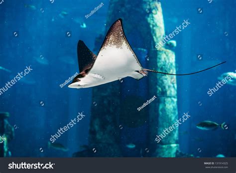 Manta Ray Floating Underwater Among Other Stock Photo 131914325 ...