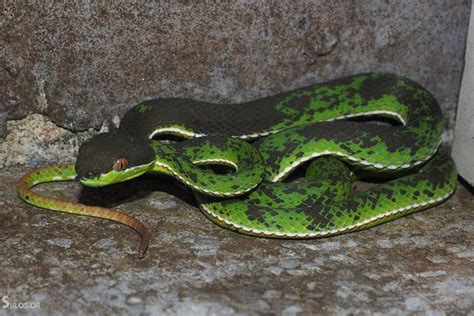 Pin by Ronnie Owens on Venomous Snakes Odd colors | Snake, Snake venom, Color