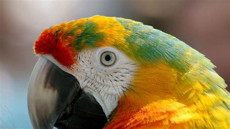 Macaw Colourful HD Wallpapers | HD Wallpapers | ID #31938