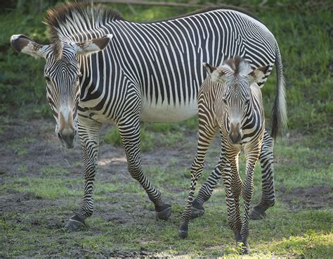 Disney's Grevy's Zebra Foals Make On Stage Debut - LaughingPlace.com